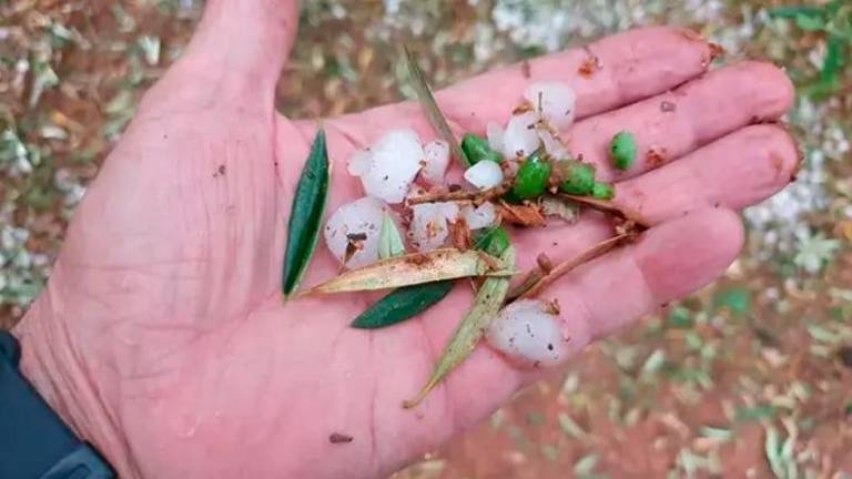Una tormenta de granizo causa daños a zonas de olivar de Alcaudete y Villanueva del Arzobispo Una tormenta de granizo causa daños a zonas de olivar de Alcaudete y Villanueva del Arzobispo