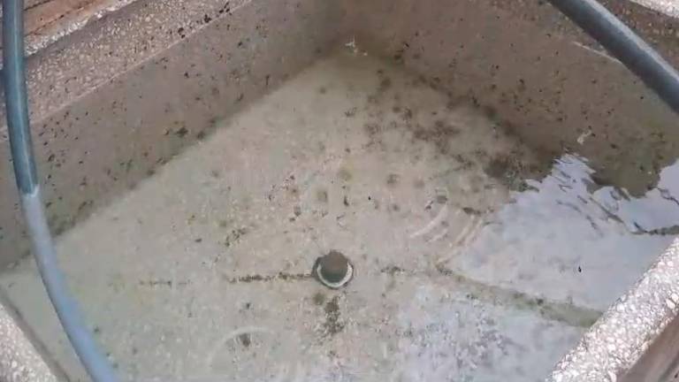 Lluvia mansa en La Matea que riega plantas y campo Lluvia mansa en La Matea que riega plantas y campo