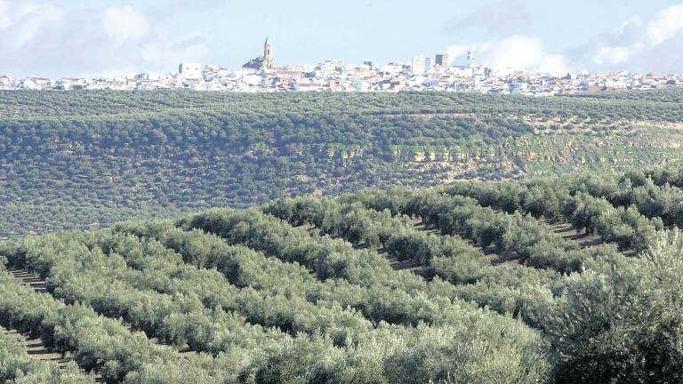 Septiembre pone en alerta al olivar con brotes de mosca Septiembre pone en alerta al olivar con brotes de mosca