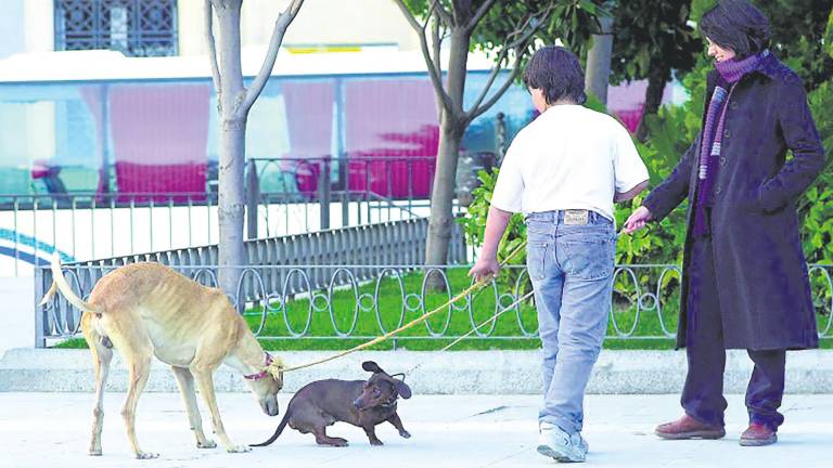Las mascotas triplican a los niños en los hogares de Jaén Las mascotas triplican a los niños en los hogares de Jaén