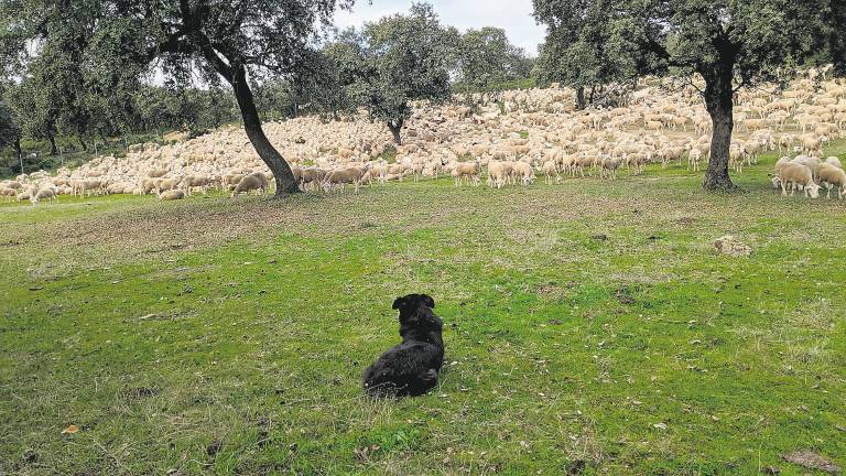La flora y la fauna se ahogan a causa del calor y la poca lluvia La flora y la fauna se ahogan a causa del calor y la poca lluvia