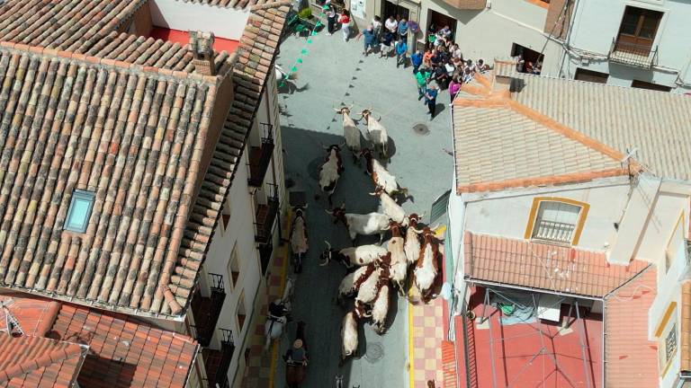 Feria de la Trashumancia (y VIII): Ovejas y cabestros desde las alturas, a vista de dron Feria de la Trashumancia (y VIII): Ovejas y cabestros desde las alturas, a vista de dron