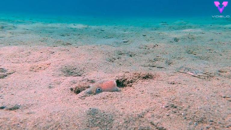 Un sultán que se esconde en el fondo del mar Un sultán que se esconde en el fondo del mar