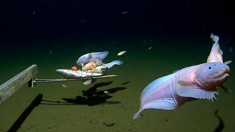 Estos peces habitan a más de 8.000 metros de profundidad Estos peces habitan a más de 8.000 metros de profundidad