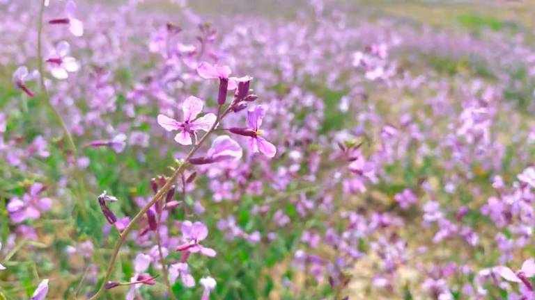 El verano de la berza arvense El verano de la berza arvense