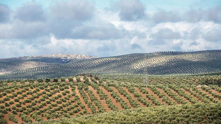 Los olivareros llaman a negociar ante los aranceles de Trump Los olivareros llaman a negociar ante los aranceles de Trump