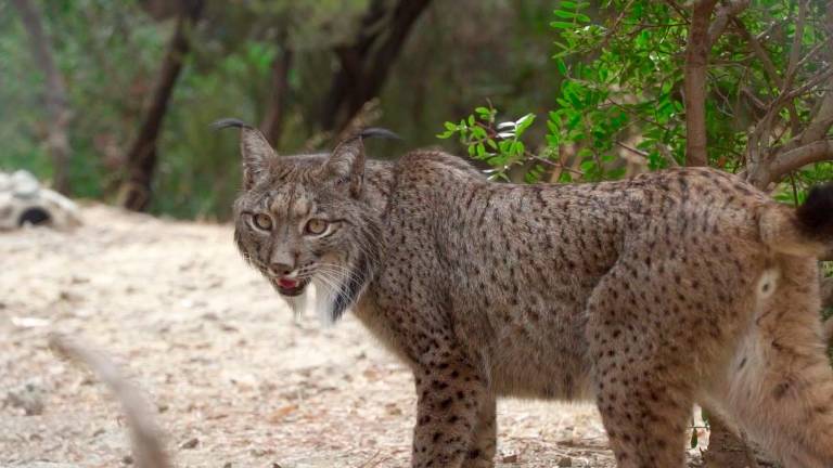 El viaje de la lince Cynara desde Jaén hasta Selwo Aventura El viaje de la lince Cynara desde Jaén hasta Selwo Aventura