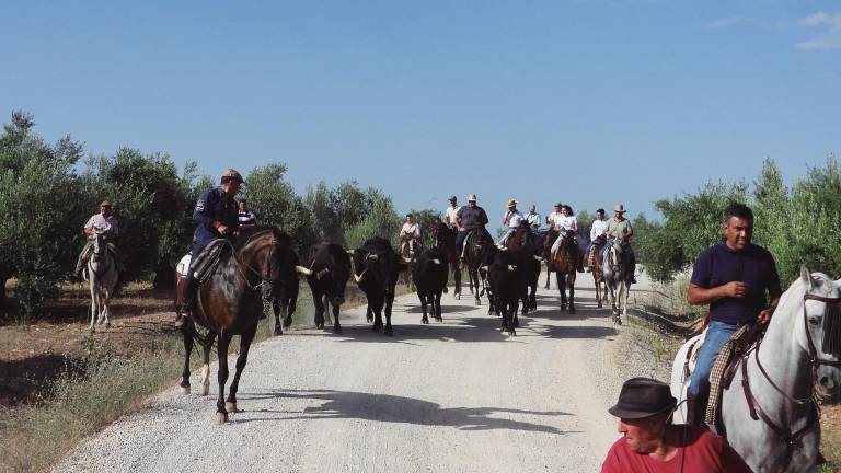 Ganado bravo entre olivares y tierras rojas, de La Estrella a Navas de San Juan Ganado bravo entre olivares y tierras rojas, de La Estrella a Navas de San Juan