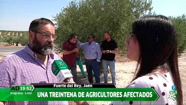 Un herbicida que provoca malformaciones en olivos Un herbicida que provoca malformaciones en olivos