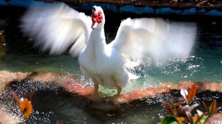 Vida plácida de los patos de La Concordia Vida plácida de los patos de La Concordia