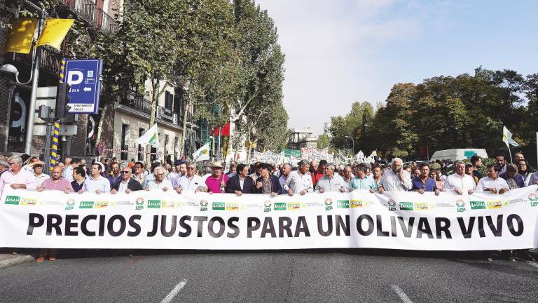 El olivar se levanta por el bajo precio del aceite El olivar se levanta por el bajo precio del aceite