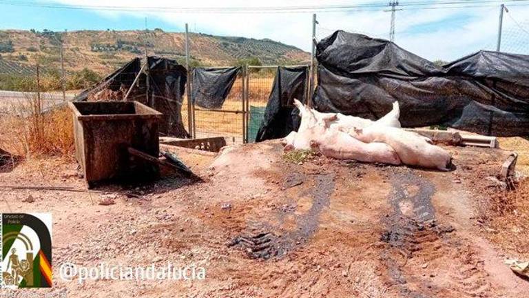 Denuncian a una empresa de Castellar por arrojar cadáveres de ganado en “condiciones insalubres” Denuncian a una empresa de Castellar por arrojar cadáveres de ganado en “condiciones insalubres”