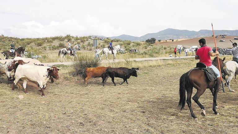 La esencia taurina por los campos La esencia taurina por los campos