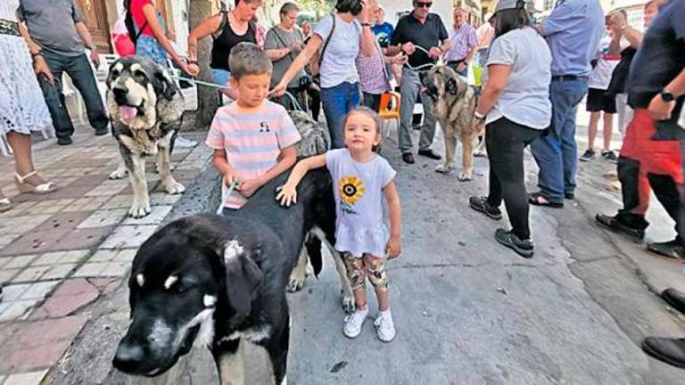 La nobleza del imponente mastín, el perro de la trashumancia La nobleza del imponente mastín, el perro de la trashumancia