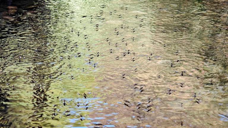 Río Cuadros: El enjambre de zapateros y sus crías Río Cuadros: El enjambre de zapateros y sus crías