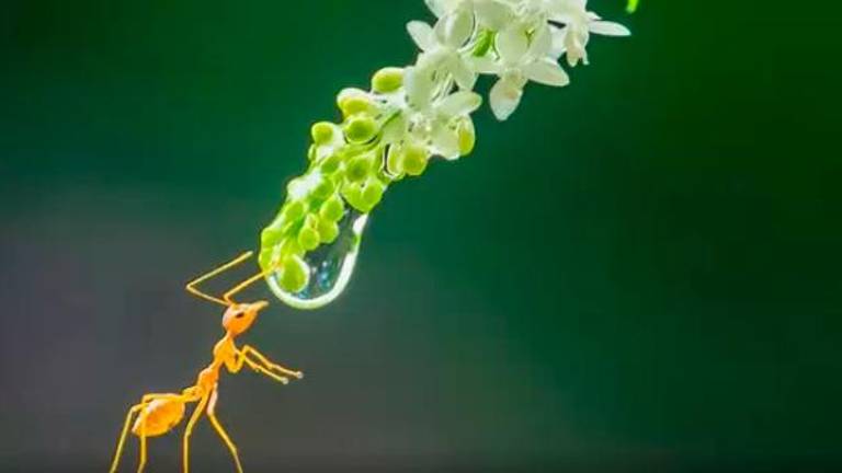 En acción y en primer plano: ¡Los insectos más increíbles! En acción y en primer plano: ¡Los insectos más increíbles!