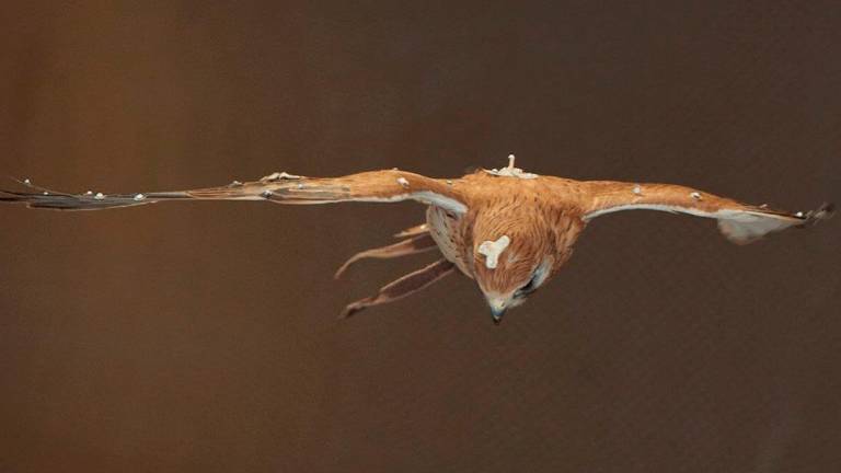 El vuelo suspendido del cernícalo puede ayudar a mejorar el control de drones El vuelo suspendido del cernícalo puede ayudar a mejorar el control de drones