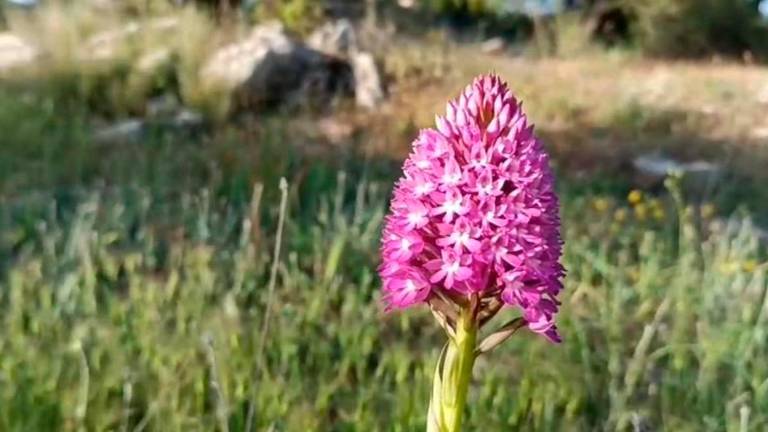 La orquídea piramidal florece en las Allanadas de Huelma La orquídea piramidal florece en las Allanadas de Huelma
