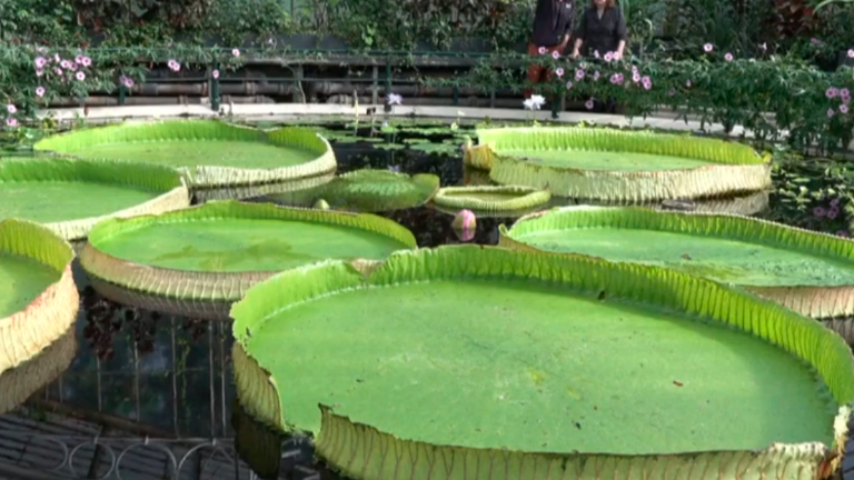 Descubrimiento científico en Londres de una nueva especie de nenúfar gigante Descubrimiento científico en Londres de una nueva especie de nenúfar gigante