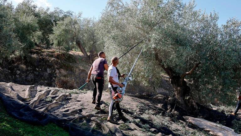 La tasa de paro en Jaén es de las más elevadas del país La tasa de paro en Jaén es de las más elevadas del país