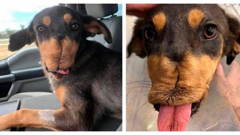 Cuatro cirugías después este perro recupera la mandíbula destrozada por unos petardos Cuatro cirugías después este perro recupera la mandíbula destrozada por unos petardos