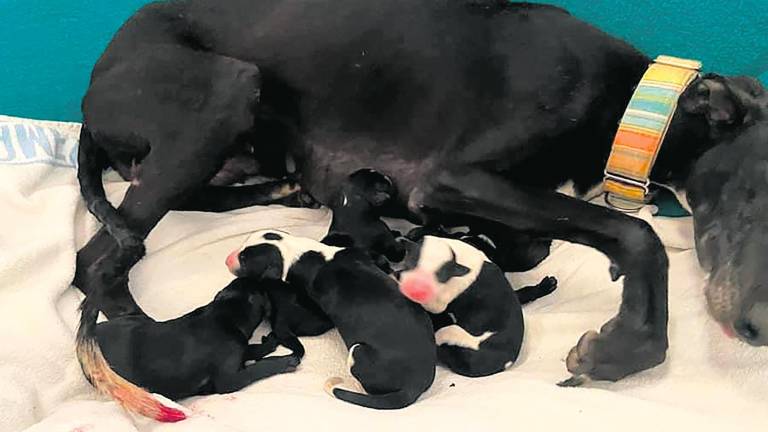 El refugio Huella de Jaén no da abasto con los galgos El refugio Huella de Jaén no da abasto con los galgos
