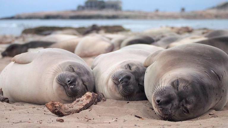 ¿Cómo duermen estos gigantes del mar? ¿Cómo duermen estos gigantes del mar?