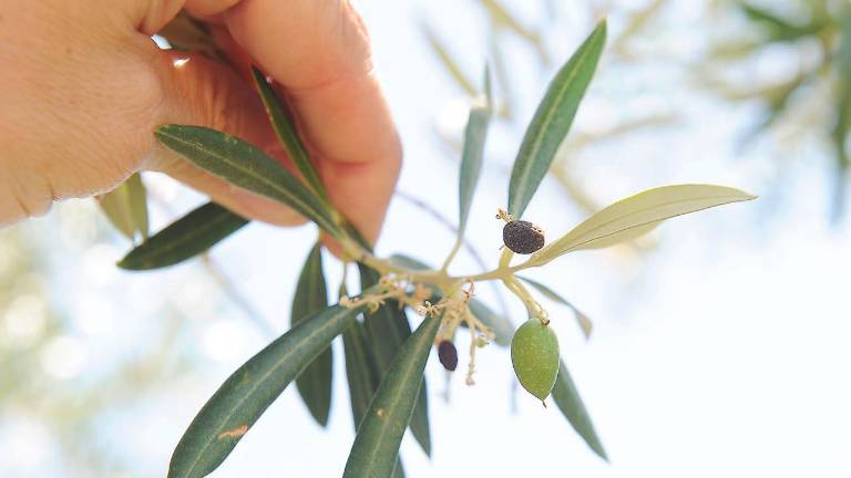 Herbicidas, enemigos del olivar Herbicidas, enemigos del olivar