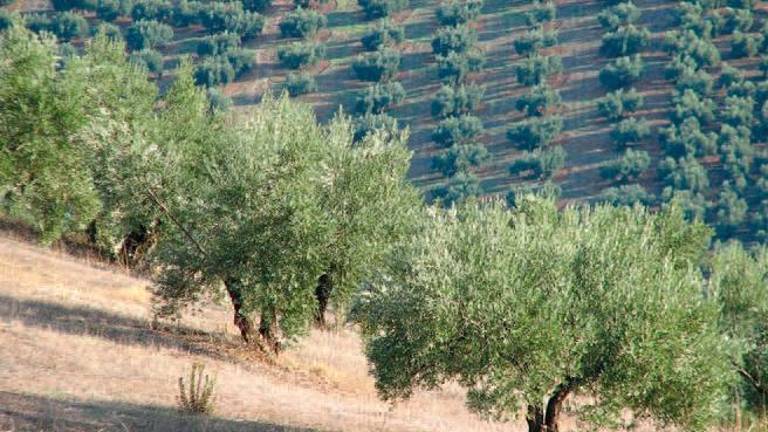 Los agricultores y ganaderos verán rebajado el IRPF para 2023 en un 15%