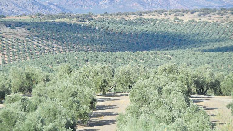 La polilla del olivo, en aumento en los campos jiennenses La polilla del olivo, en aumento en los campos jiennenses