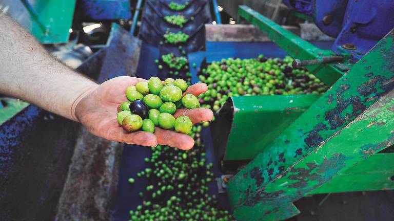 El “miedo” a quedarse sin aceite acelera las ventas El “miedo” a quedarse sin aceite acelera las ventas
