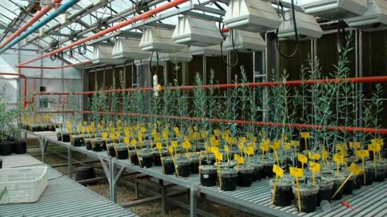 Apuesta por los cultivos ecológicos del olivar Apuesta por los cultivos ecológicos del olivar