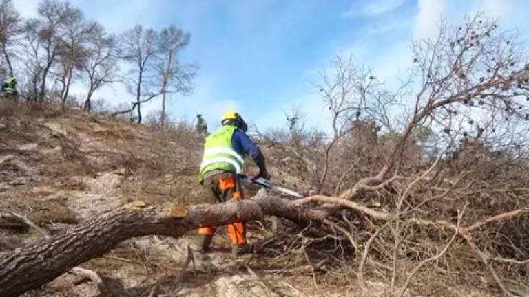 Se cumplen seis años del incendio de Quesada con 720 hectáreas restauradas de las casi 10.000 afectadas
