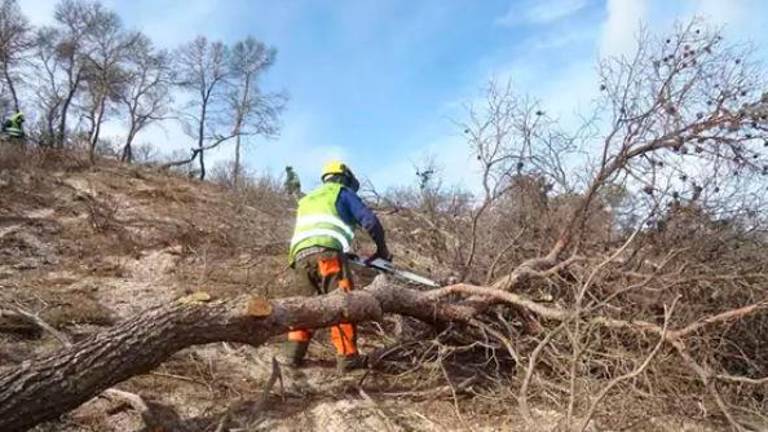 Se cumplen seis años del incendio de Quesada con 720 hectáreas restauradas de las casi 10.000 afectadas Se cumplen seis años del incendio de Quesada con 720 hectáreas restauradas de las casi 10.000 afectadas
