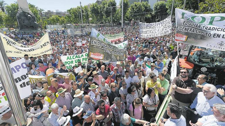 Un sector del aceite partido afronta su peor crisis de precios Un sector del aceite partido afronta su peor crisis de precios