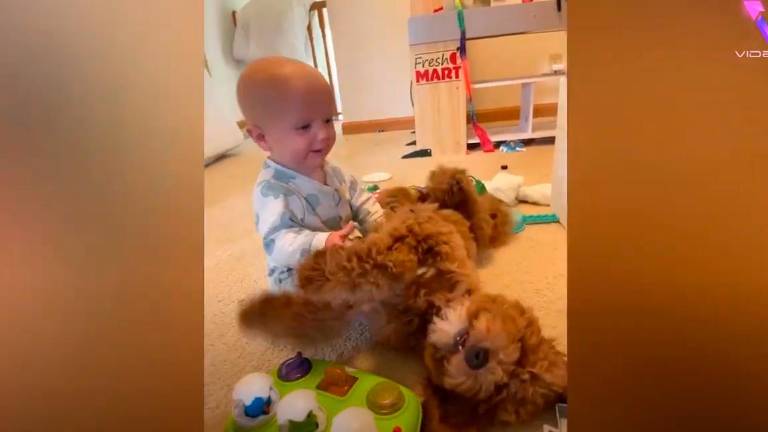 La bonita relación entre un bebé y un cachorro La bonita relación entre un bebé y un cachorro