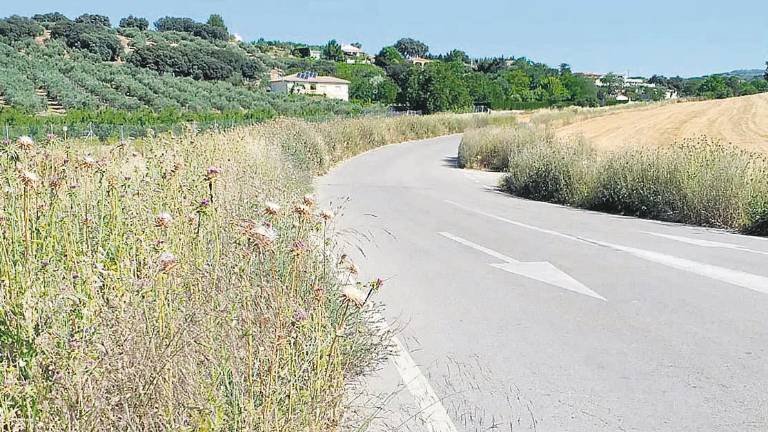 Una “selva”, en la carretera de Iznalloz Una “selva”, en la carretera de Iznalloz