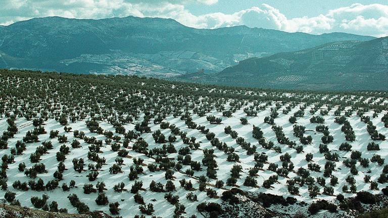 Mountolive I, un proyecto que busca valorizar el aceite de montaña Mountolive I, un proyecto que busca valorizar el aceite de montaña