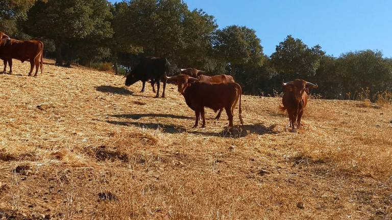 La flora y la fauna se ahogan a causa del calor y la poca lluvia