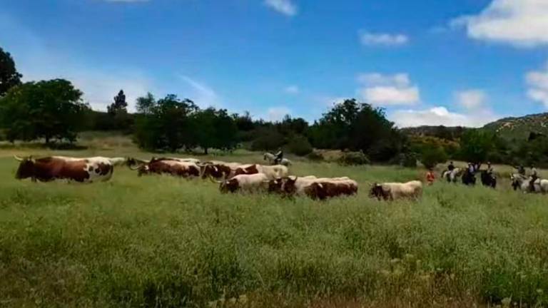 Feria de la Trashumancia (V): el camino de cabestros de ganado desde Cañada Hermosa Feria de la Trashumancia (V): el camino de cabestros de ganado desde Cañada Hermosa
