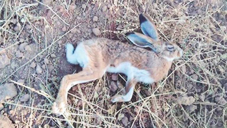 Piden la ayuda de los cazadores para combatir la mixomatosis Piden la ayuda de los cazadores para combatir la mixomatosis