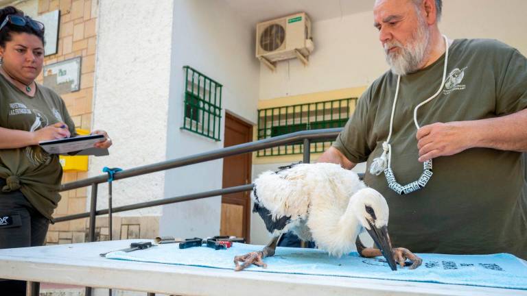 La cigüeña blanca se reproduce lentamente en la provincia de Jaén, con sólo 42 nidos La cigüeña blanca se reproduce lentamente en la provincia de Jaén, con sólo 42 nidos