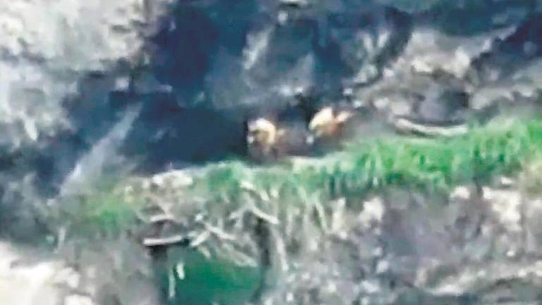 El segundo quebrantahuesos nacido en libertad es Satara El segundo quebrantahuesos nacido en libertad es Satara