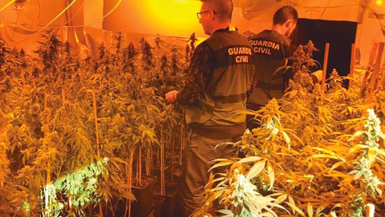 Más de 40 fraudes eléctricos en 2021 por cultivos de marihuana Más de 40 fraudes eléctricos en 2021 por cultivos de marihuana