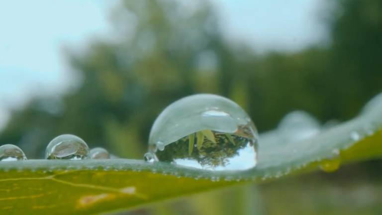 La consistente levedad de una gota de agua en la hoja La consistente levedad de una gota de agua en la hoja