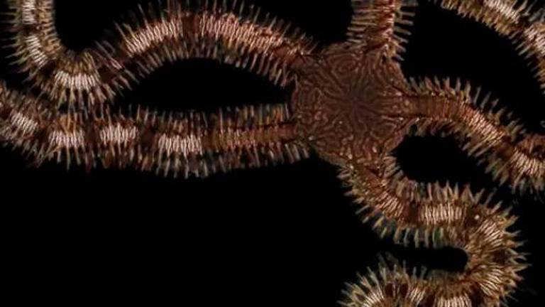 Unas primas de la estrella de mar aprenden sin tener cerebro Unas primas de la estrella de mar aprenden sin tener cerebro