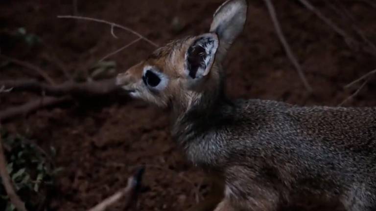 Nace en el Biopark de Valencia el primer dik-dik Nace en el Biopark de Valencia el primer dik-dik