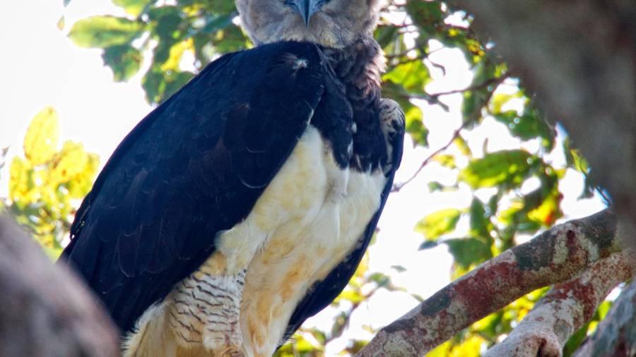 El águila harpía, un animal de grandes dimensiones que muchos confunden con una persona disfrazada El águila harpía, un animal de grandes dimensiones que muchos confunden con una persona disfrazada