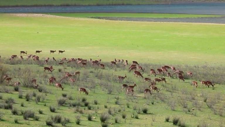 A los pies del pantano del Tranco, los gamos se abren paso A los pies del pantano del Tranco, los gamos se abren paso