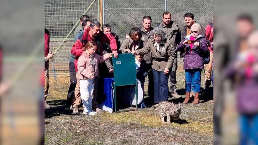 <i>Suelta de ‘U2Nava’, en el Parque Nacional de Cabañeros. / JCCM via Europa Press.</i> <i>Suelta de ‘U2Nava’, en el Parque Nacional de Cabañeros. / JCCM via Europa Press.</i>